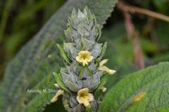 Gomphostemma heyneanum